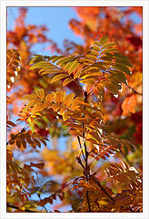 photo "Colors of fall"