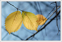 photo "Geometry of Nature"