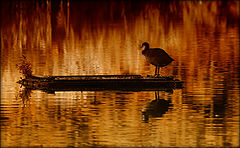 фото "____&_"