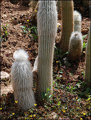photo "The World of Cactuses"