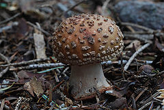 фото "POISONOUS BEAUTY"