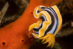 фото "Sea Slug"