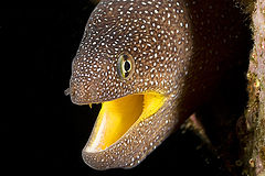 фото "Moray-5"