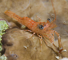 фото "Litl Shrimp"