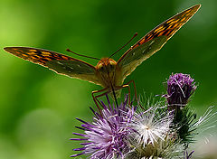 фото "Argynnis pandora"