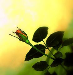 photo "***"