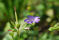 фото "mountain flowers"