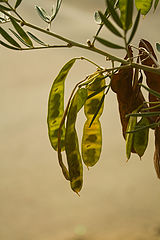 photo "***"
