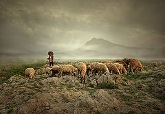photo "Shepherd"