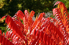 фото "Цвета осени: красный / Autumn Colors: Red"