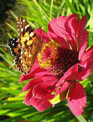 photo "Bon appetit"
