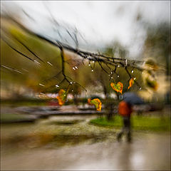 photo "Last chord of autumn"