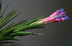 photo "Tillandsia aeranthos"