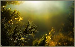 photo "Soaking light..."
