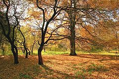 фото "фламенко (со штативом)"