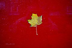 photo "желтый листЪ &  фотограф"