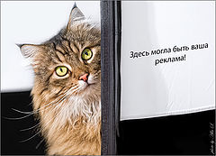 фото "Здесь могла быть ваша реклама!"