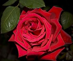 фото "Сибирские розы"
