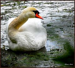фото "swan"