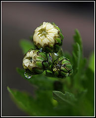 photo "Autumn Bluming "Two Full Cups""