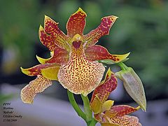 photo "Propetalum Mathina 'Redvale'  (Orchid)"