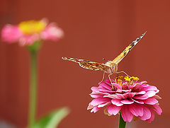 фото "Vanessa cardui"