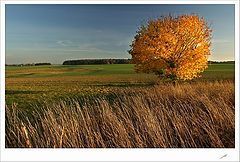 фото "in the golden robe ll."
