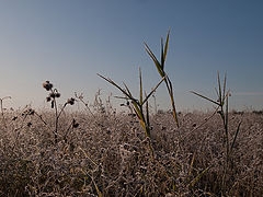 photo "***"