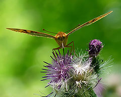 фото "Argynnis pandora"