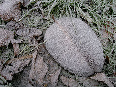 фото "leafs hoarfrosted_01"