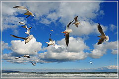 photo "birds"