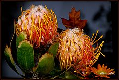 фото "full color"