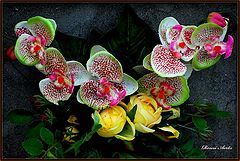 фото "for you my friends"