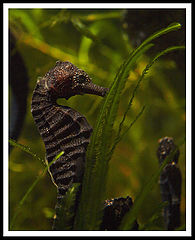 photo "Hiding the trumpet"