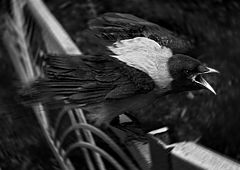 photo "***"