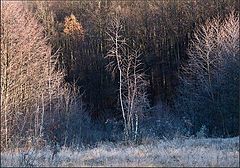 photo "***"