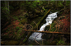 photo "In a dense forest"