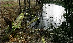 фото ""Дракон у озера""