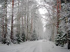 photo "Winter forest"