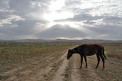 фото "Лошадка"