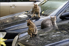 photo "cats autosalon"