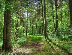 photo "Sunny Forest"