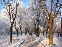 фото "Аллейка. Зима."