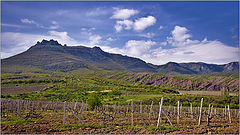 photo "vineyards of Demerdzhi"