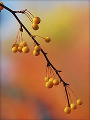 photo "yellow berries"