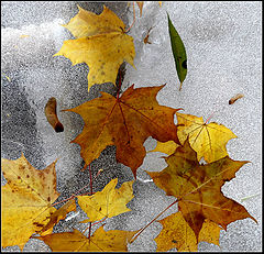 photo "ice Herbarium"