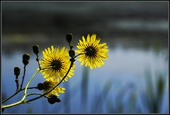 photo "Little autumn suns"