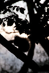 photo "Autumn squirrel."