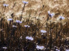 photo "***"