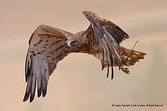 фото "short-toed eagle"
